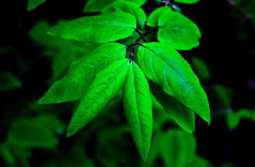 Green leaves