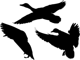 set of duck silhouettes isolated on white