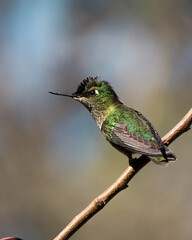 hummingbird on a branch picaflor colibrí chico chile fauna chilena