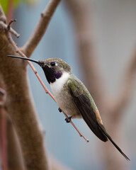 hummingbird on a sunset over the mountains chile picaflor del norte