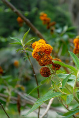 Buddleja globosa, also known as the orange-ball-tree, is a species of flowering plant endemic to Chile and Argentina