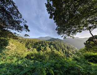 landscape with trees and clouds