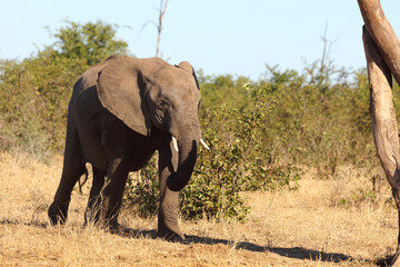 Afrikanischer Elefant / African elephant / Loxodonta africana