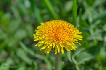 Blooming yellow dandelion on a background of green grass close-up.