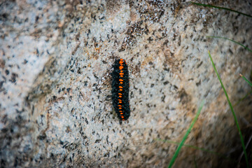 caterpillar on a branch
