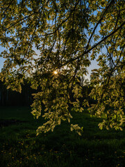 colorful evening in countryside garden with wet leaves and rays of sun