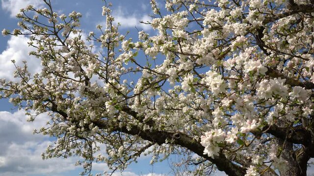Apfelbl&uuml;te Slide - Blick von unten in die &Auml;ste eines Apfelbaums mit vielen Bl&uuml;ten gegen den Himmel 