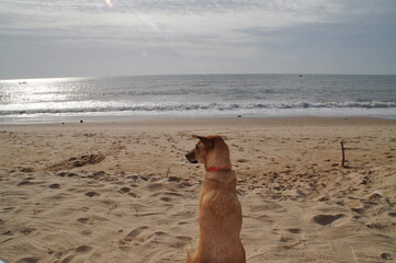 Dog on a sandy beach in Vietnam.
