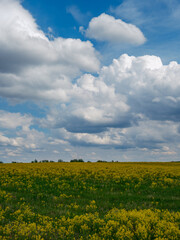 broken summer clouds over countryside fields and meadows in summer with yellow flowers