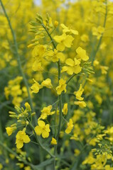 pola, kwiat, zółty, charakter, jary, kwiat, roślin, lato, hayfield, rolnictwa, zieleń, kwiat, olej rzepakowy, farma, krajobraz, gwałt, niebo, gras, kwiat, beuty, nafta, obszarów wiejskich, barwa, nasi