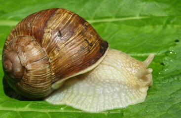 Snail on green leaves background, closeup