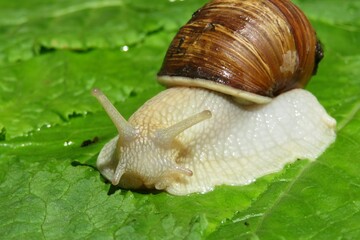 Snail on green leaves background, closeup