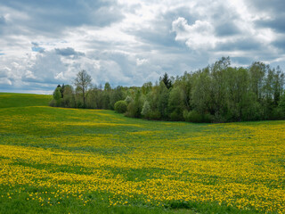 Fototapeta na wymiar broken summer clouds over countryside fields and meadows in summer with yellow flowers