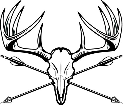 hunting trophy deer buck skull with hunting arrows