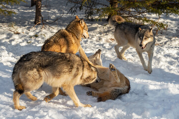 Grey Wolves (Canis lupus) Gather Around Wolf on Back Winter