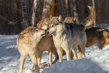 Grey Wolves (Canis lupus) Gather Together Sniffing and Wagging Winter