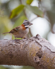 Rofous-Collared Sparrow/ Andean Sparrow on a branch