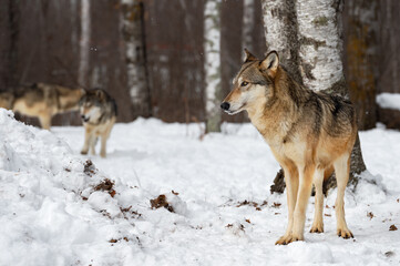 Grey Wolf (Canis lupus) Stands While Packmates Run in Background Winter