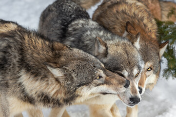 Obraz premium Grey Wolves (Canis lupus) Gather Together Close Up Winter