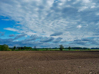 broken summer clouds over countryside fields and meadows in summer with yellow flowers