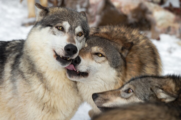 Fototapeta na wymiar Grey Wolves (Canis lupus) Head to Head Licking and Sniffing Winter