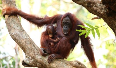  little Orang-Outang with his mother in Borneo's Forest - obrazy, fototapety, plakaty