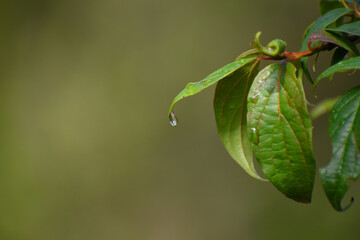 Naturaleza Impactante - Macro