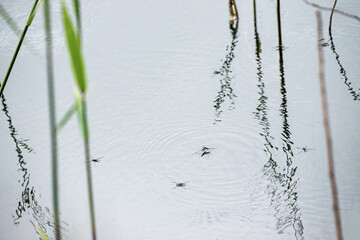 flock of animal tailors, nacka, sverige, sweden, stockholm