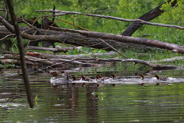 Family of ducks swimming in the lake, Mergansers, wild life in Poland