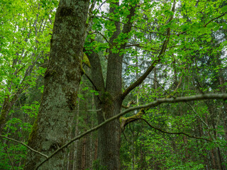 green summer forest with wet leaves and moss covered stones