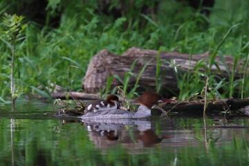 Merganser with their children, 