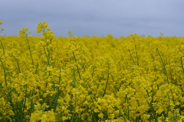 pola, kwiat, zółty, charakter, jary, kwiat, roślin, lato, hayfield, rolnictwa, zieleń, kwiat, olej rzepakowy, farma, krajobraz, gwałt, niebo, gras, kwiat, beuty, nafta, obszarów wiejskich, barwa, nasi