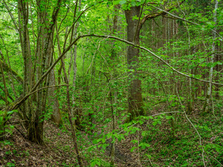 green summer forest with wet leaves and moss covered stones