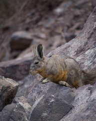 Vizcacha sunbath tomando sol descansando chile fauna chilena 