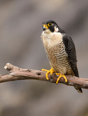 Peregrine falcon looking over its territory on the pacific ocean near San Pedro, CA