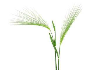 Two fresh green spikelet of barley isolated on a white background. Ears of barley.