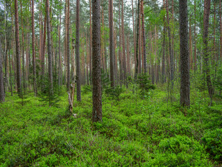 Obraz premium green summer forest with wet leaves and moss covered stones