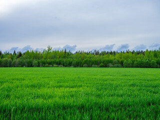 broken summer clouds over countryside fields and meadows in summer with yellow flowers