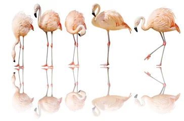 Foto op Plexiglas five isolated on white flamingo with reflection © Alexander Potapov