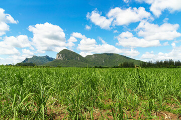 Small sugar plant in big farm, sugar farm field with blue sky and mountain.