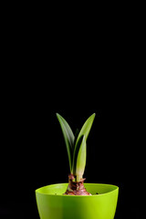 Vertical shot of a growing green plant in a green pot on a black background