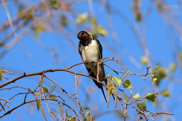 swallow on a branch, Barn swallow, barn swallow, Poland