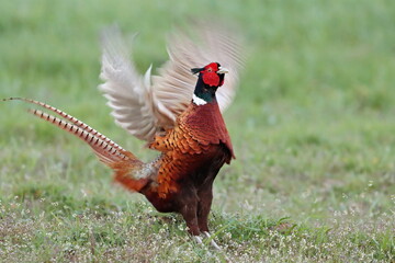 Plakat pheasant male in the field