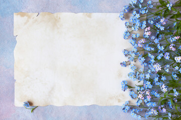 Blue and pink forget-me-not flowers on a decorative colored background, old vintage paper for congratulation text.