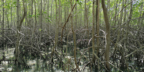 Natural mangrove vegetation with roots