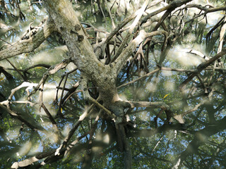 Natural mangrove vegetation with roots