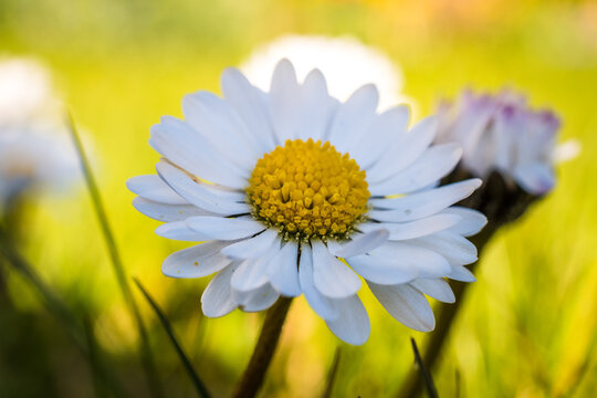 G&auml;nsebl&uuml;mchen