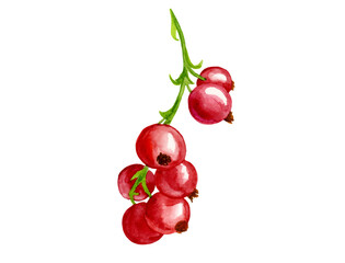 a branch of a red currant berry painted in watercolor, isolated on a white background. Summer berry