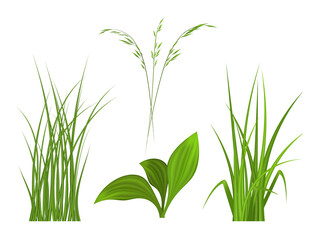 Spring, green grass. 3D fresh spring plants, different herbs and bushes for posters and advertisement.