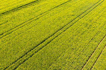 Green field in rural area. Landscape of agricultural cereal fields.